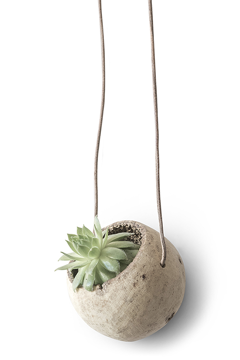 HANGING PLANT