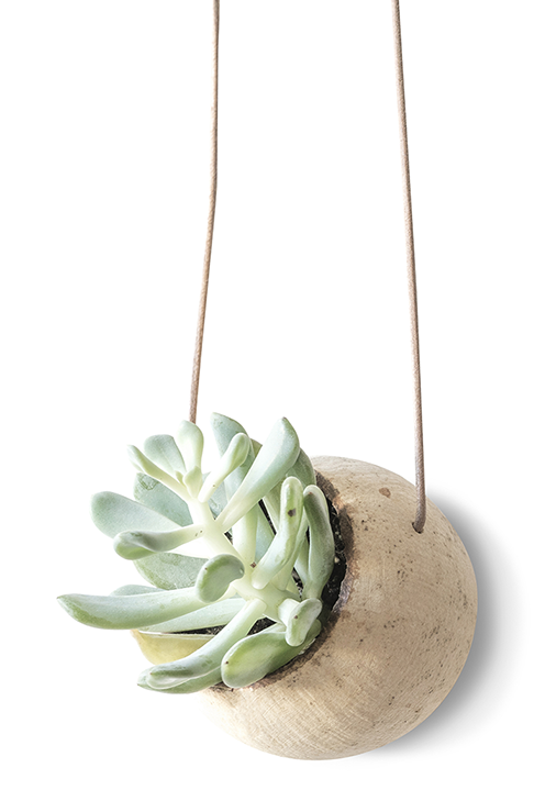 HANGING PLANT