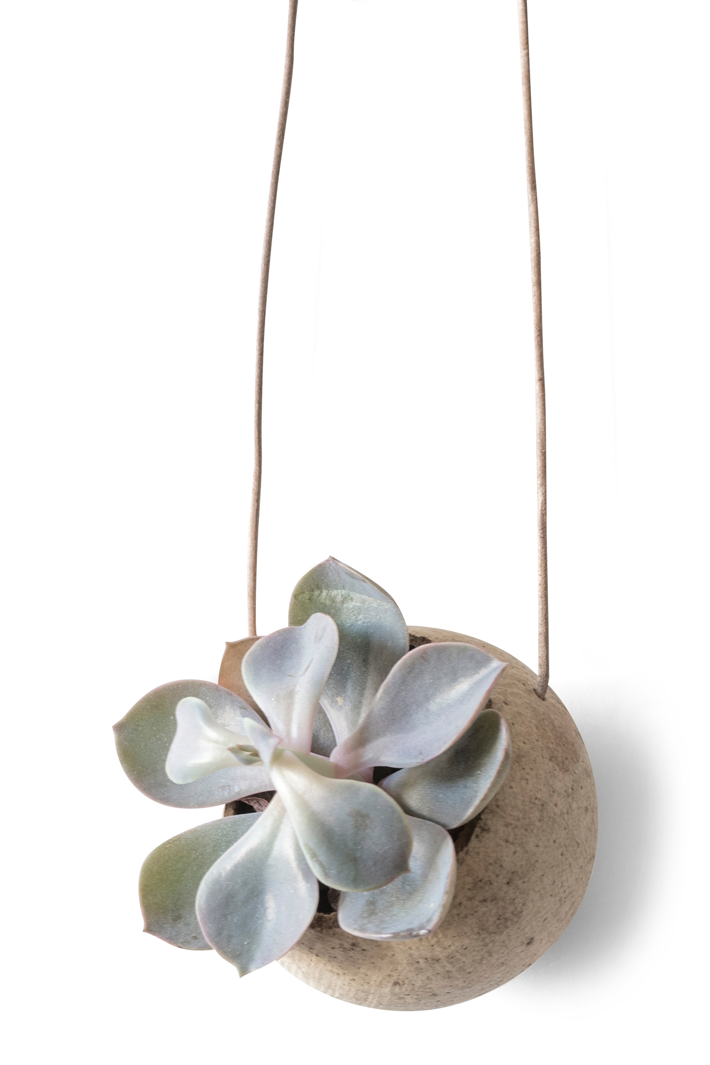 HANGING PLANT