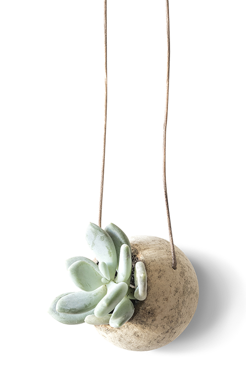 HANGING PLANT