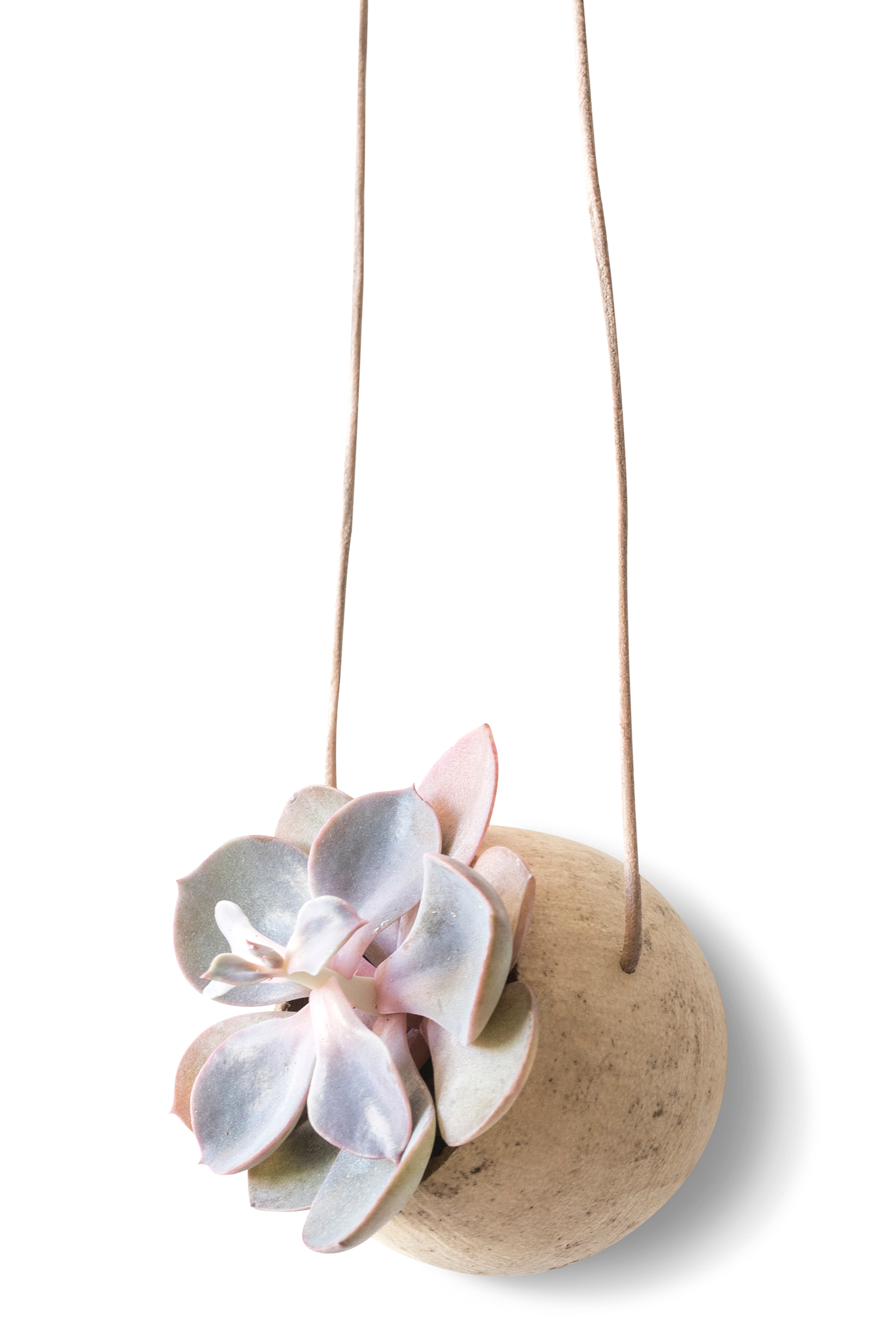 HANGING PLANT