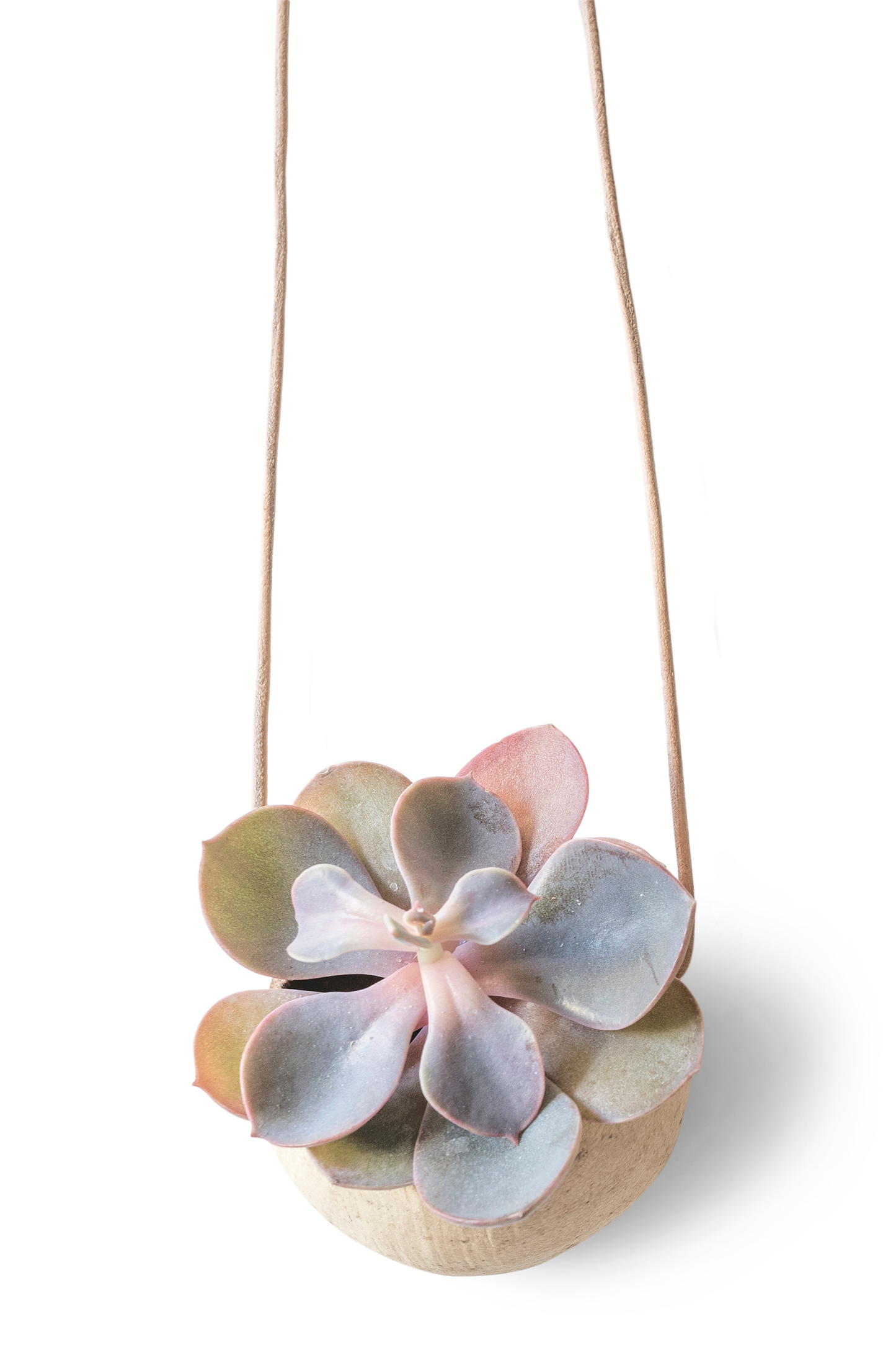 HANGING PLANT
