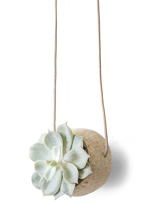 HANGING PLANT